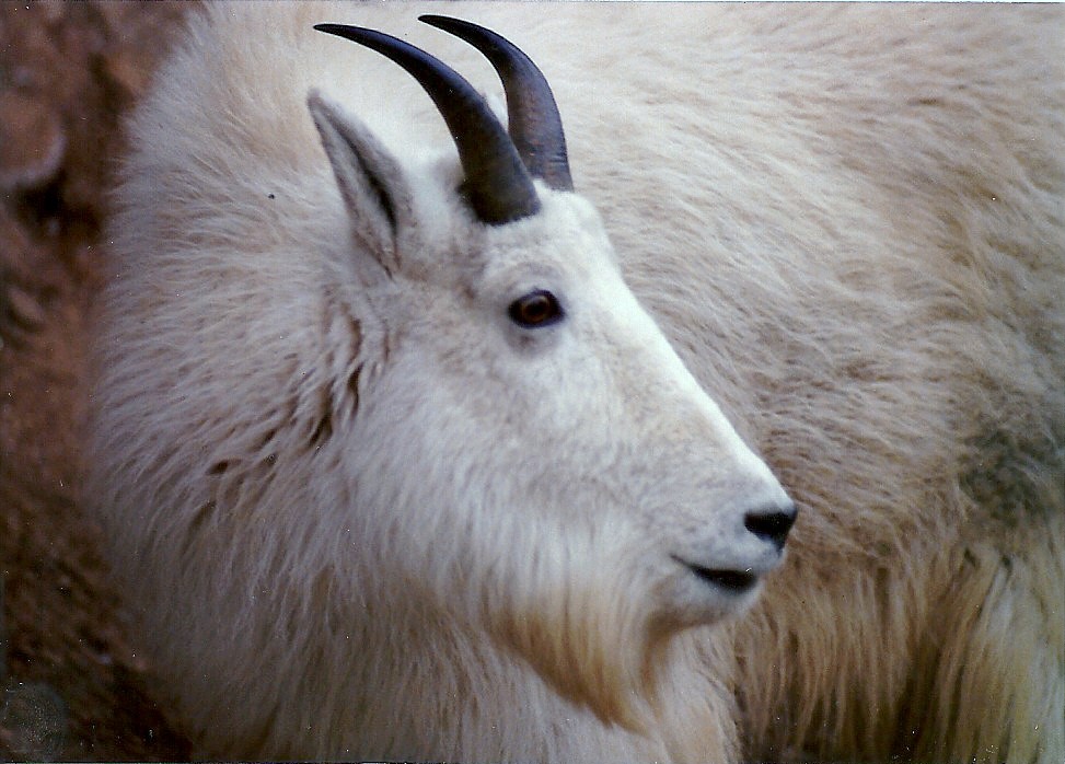 Rocky Mountain Goat - Circa 1980