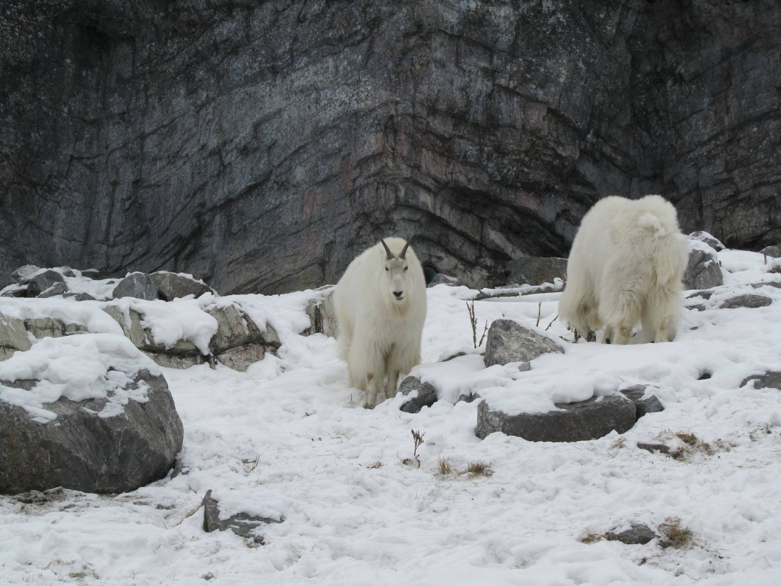 Rocky Mountain Goat Dec 26