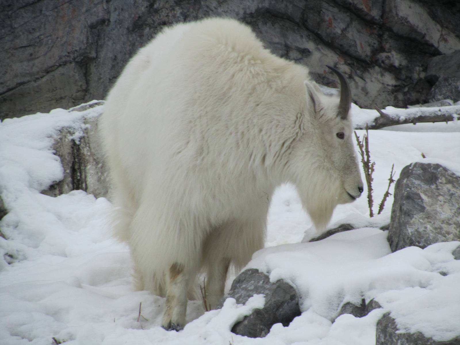 Rocky Mountain Goat Dec 26