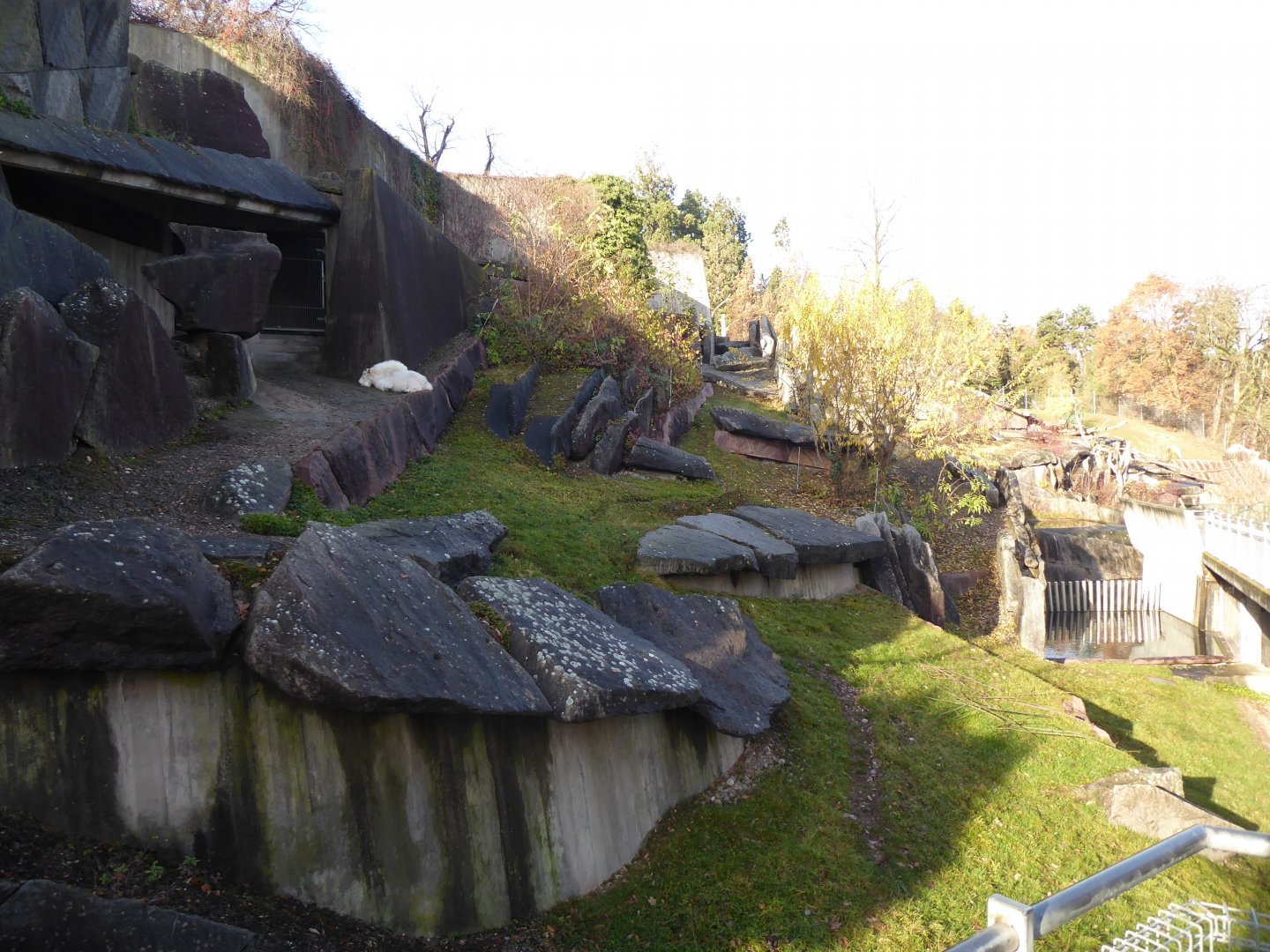 Rocky mountain goat enclosure 011218