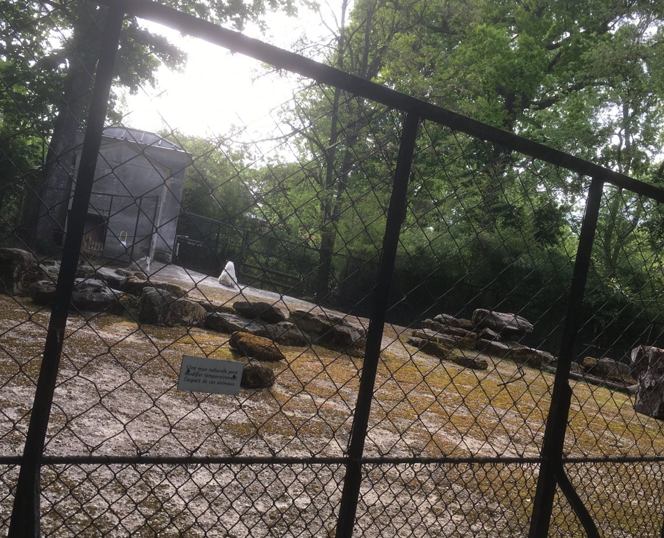 Rocky Mountain goat enclosure