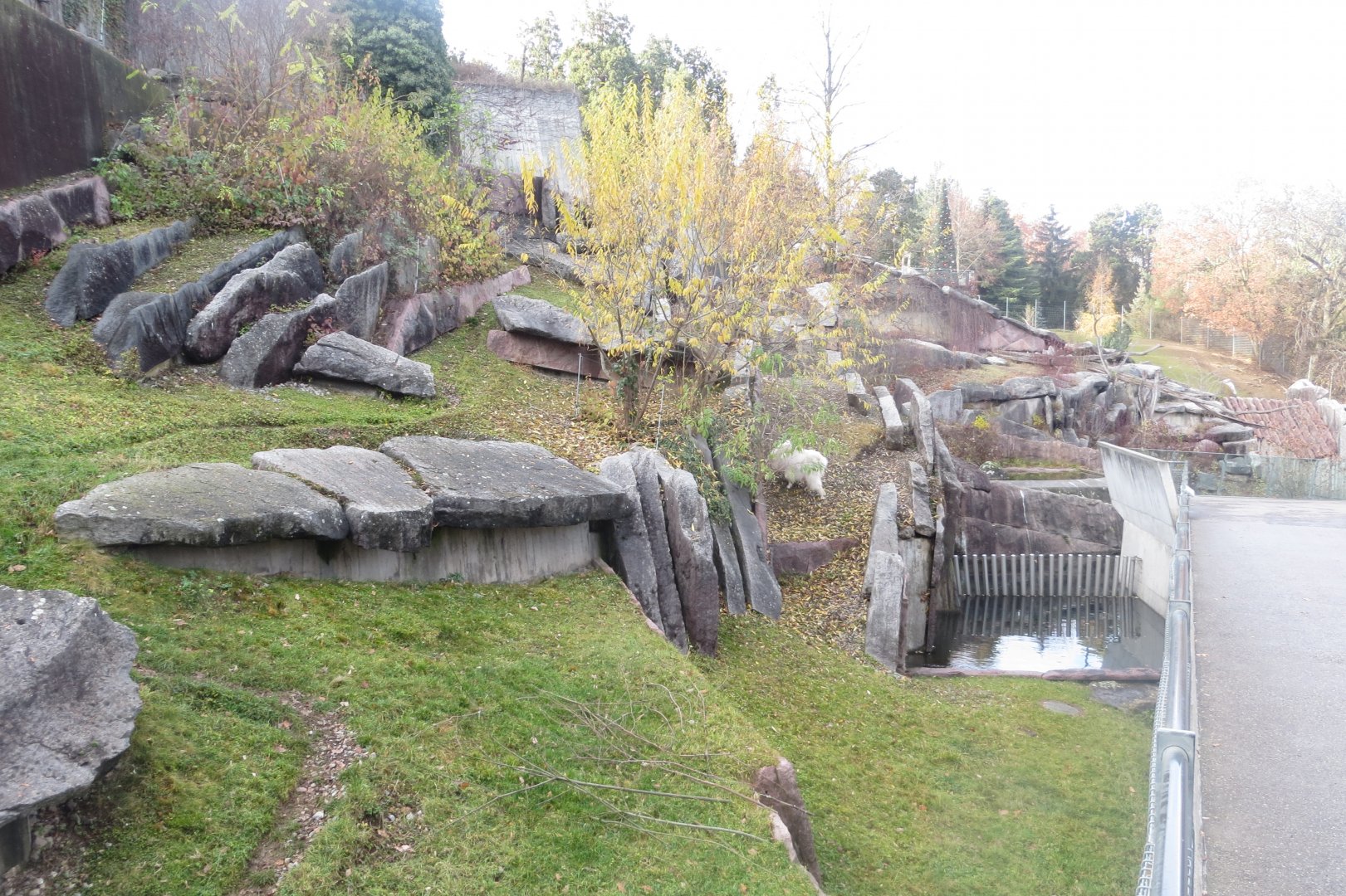 Rocky mountain goat exhibit 011218