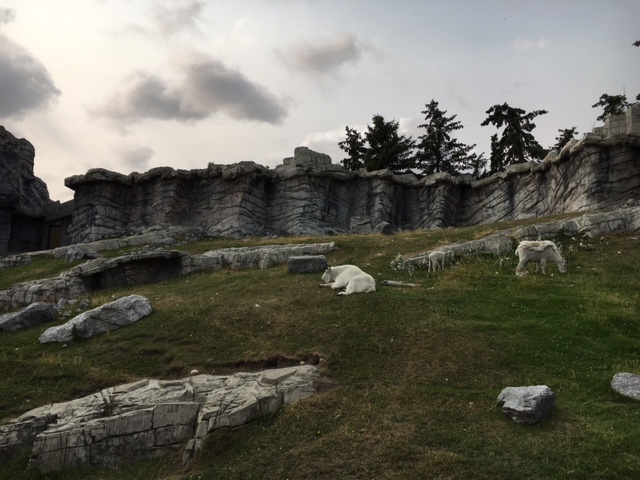 Rocky Mountain Goat Exhibit (Canadian Wilds)