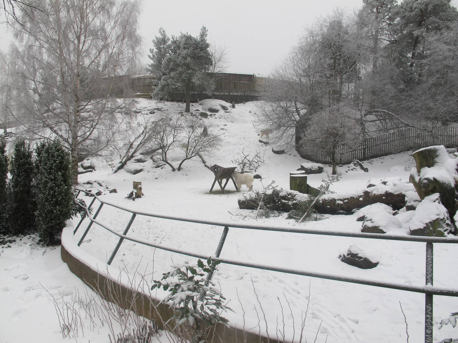 Rocky Mountain Goat Exhibit - Jan 2012