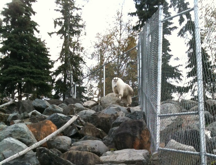 Rocky Mountain Goat Exhibit.  Note Dall Sheep to right.