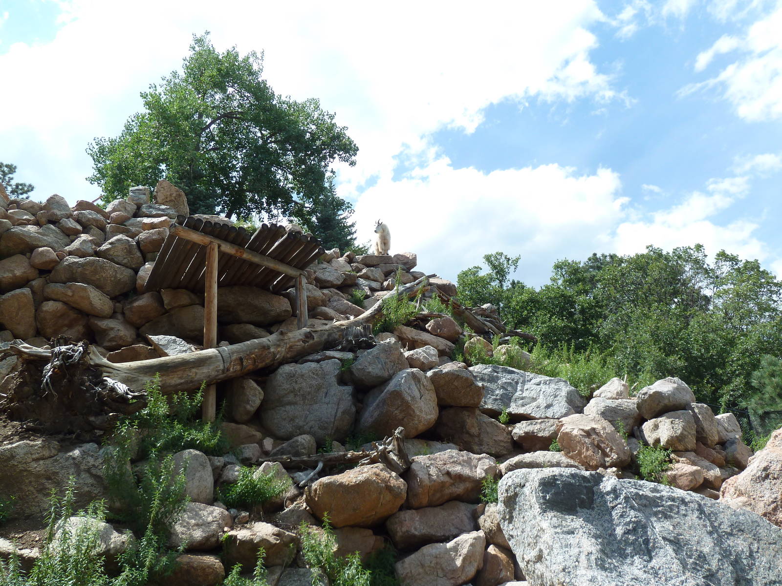 Rocky Mountain Goat Exhibit - See the Goat?