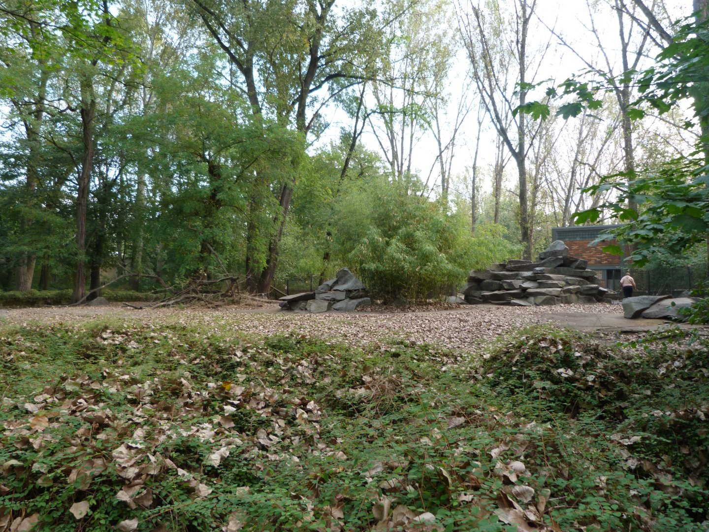 Rocky Mountain goat exhibit -Tierpark Berlin (2024)