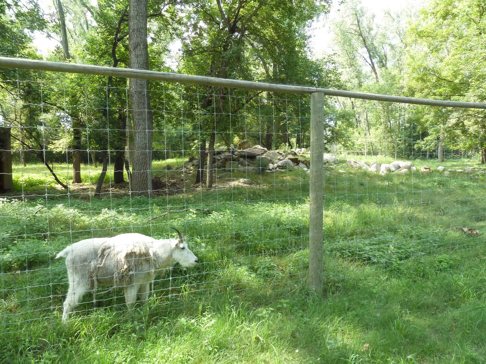 Rocky Mountain Goat Exhibit