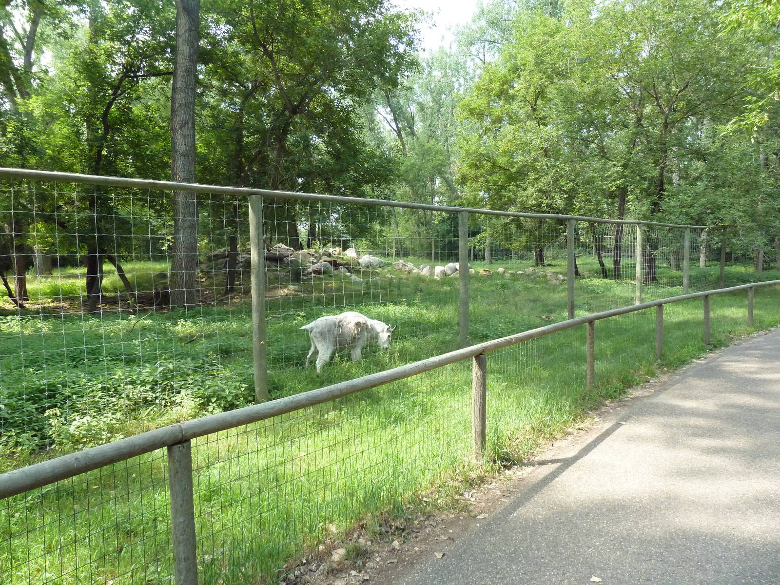 Rocky Mountain Goat Exhibit