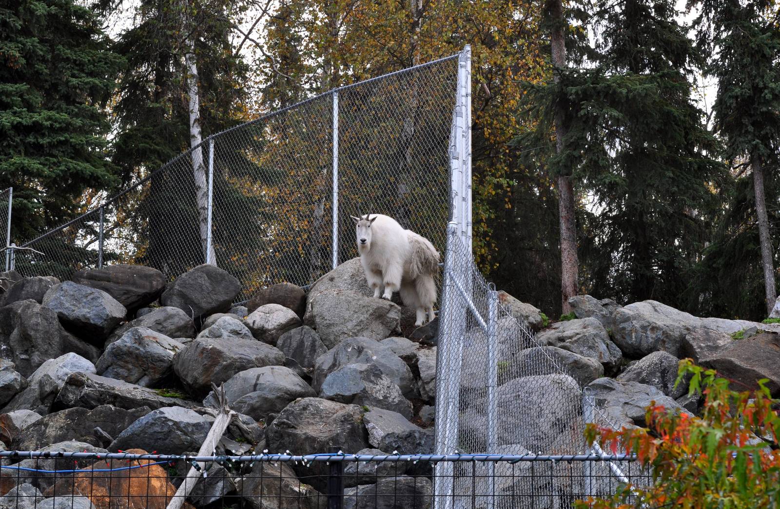 Rocky Mountain Goat Exhibit