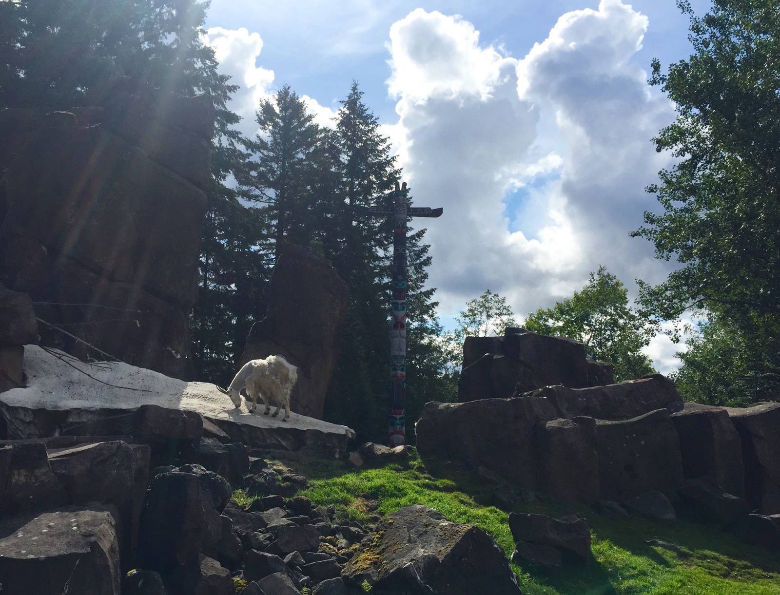 Rocky Mountain Goat Exhibit