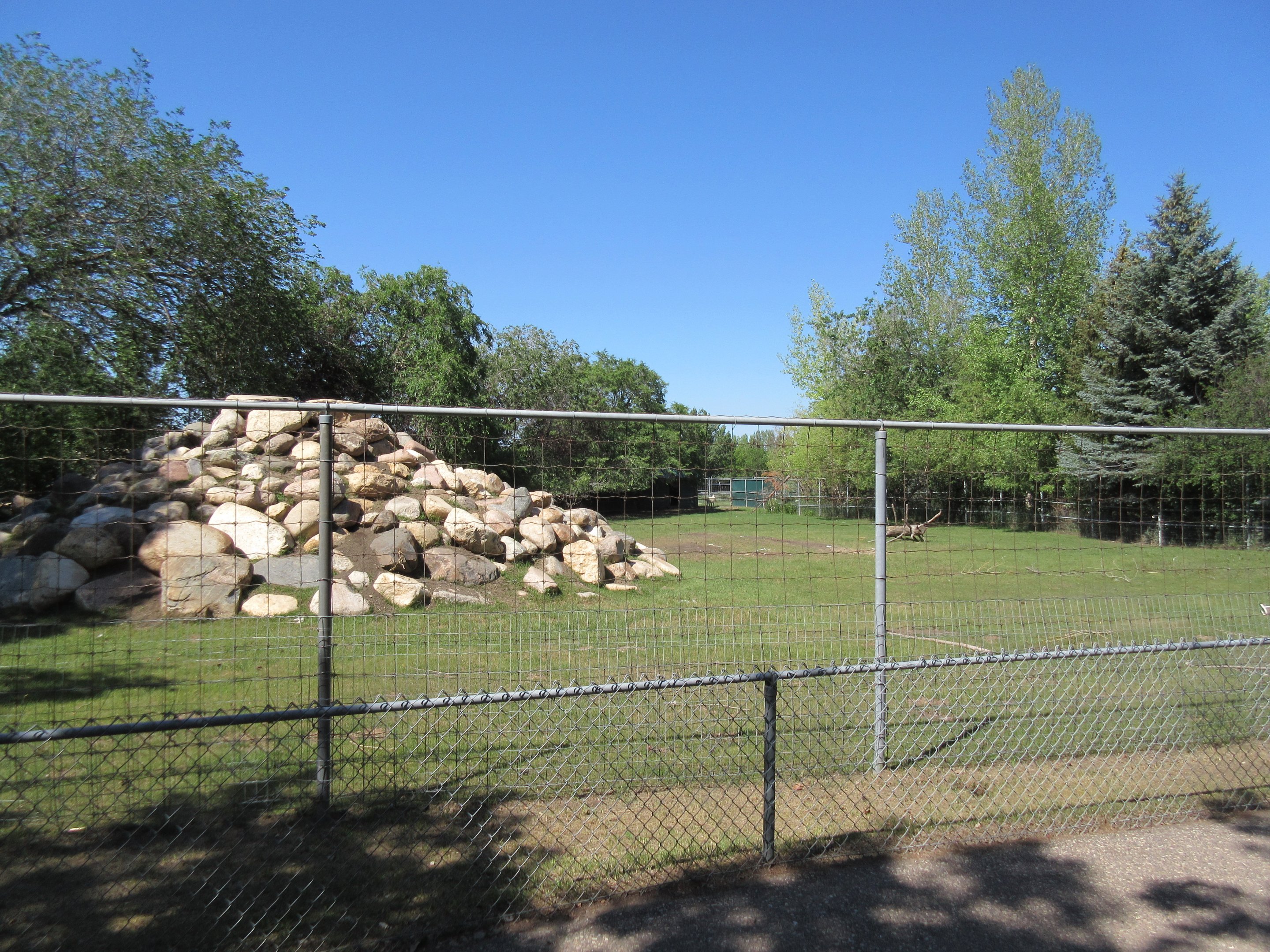 Rocky Mountain Goat Exhibit