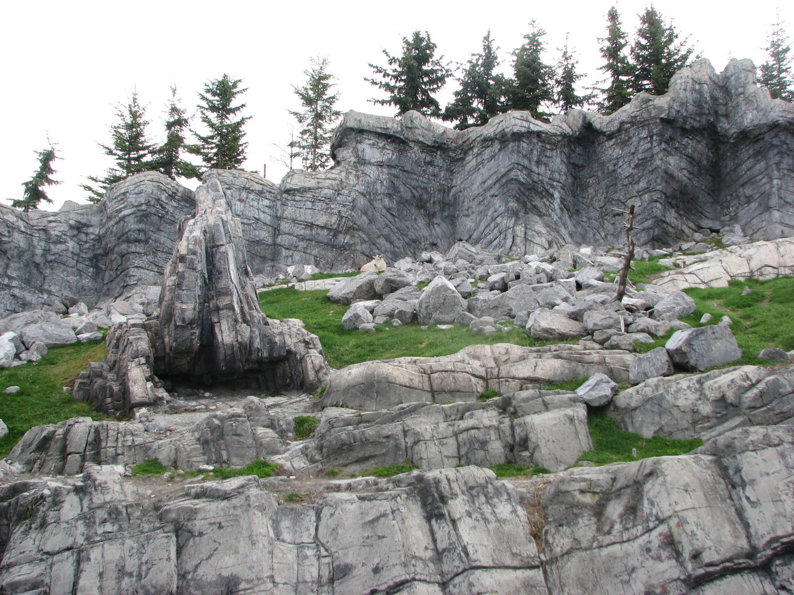 Rocky Mountain Goat Exhibit