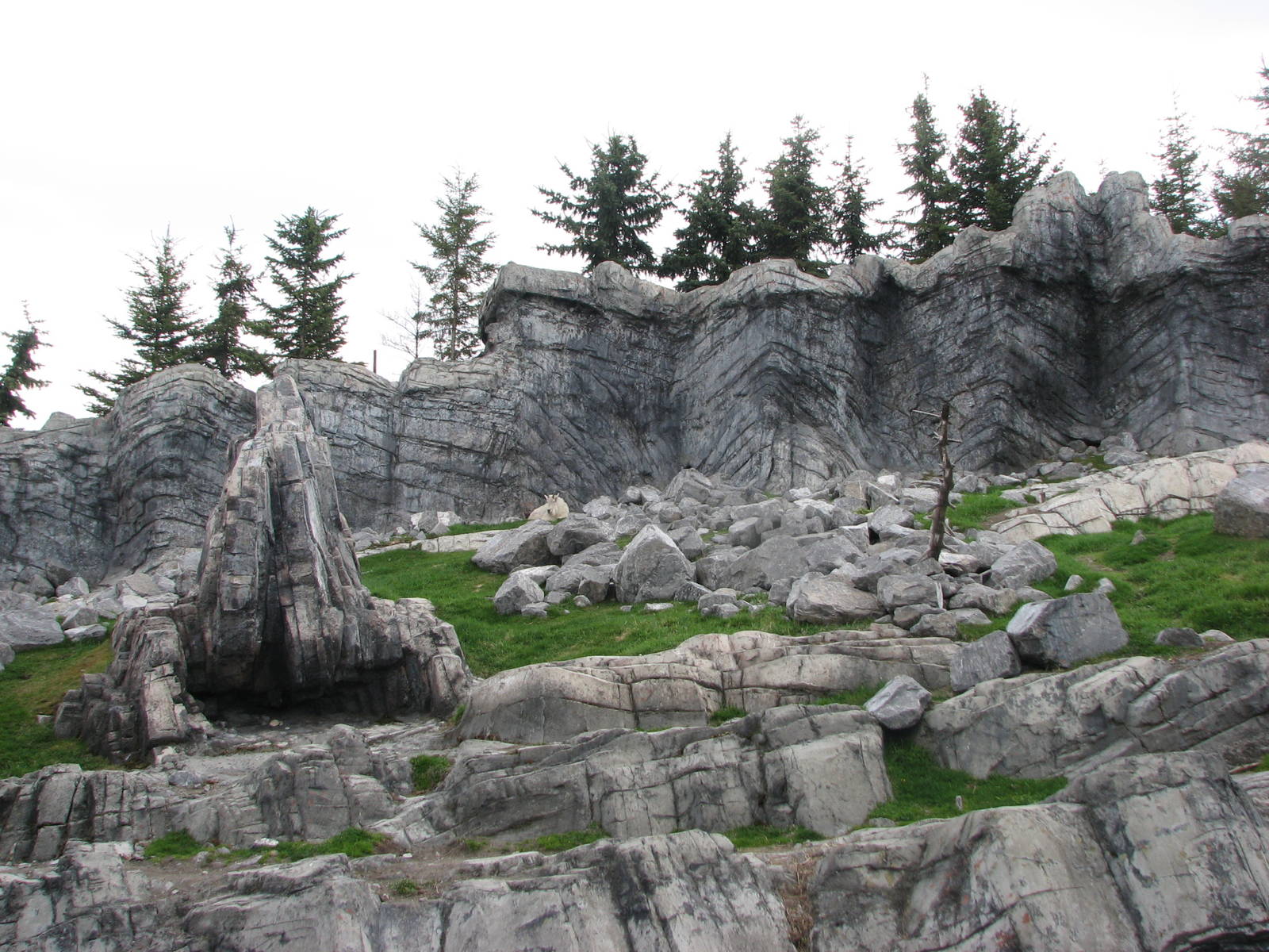 Rocky Mountain Goat Exhibit