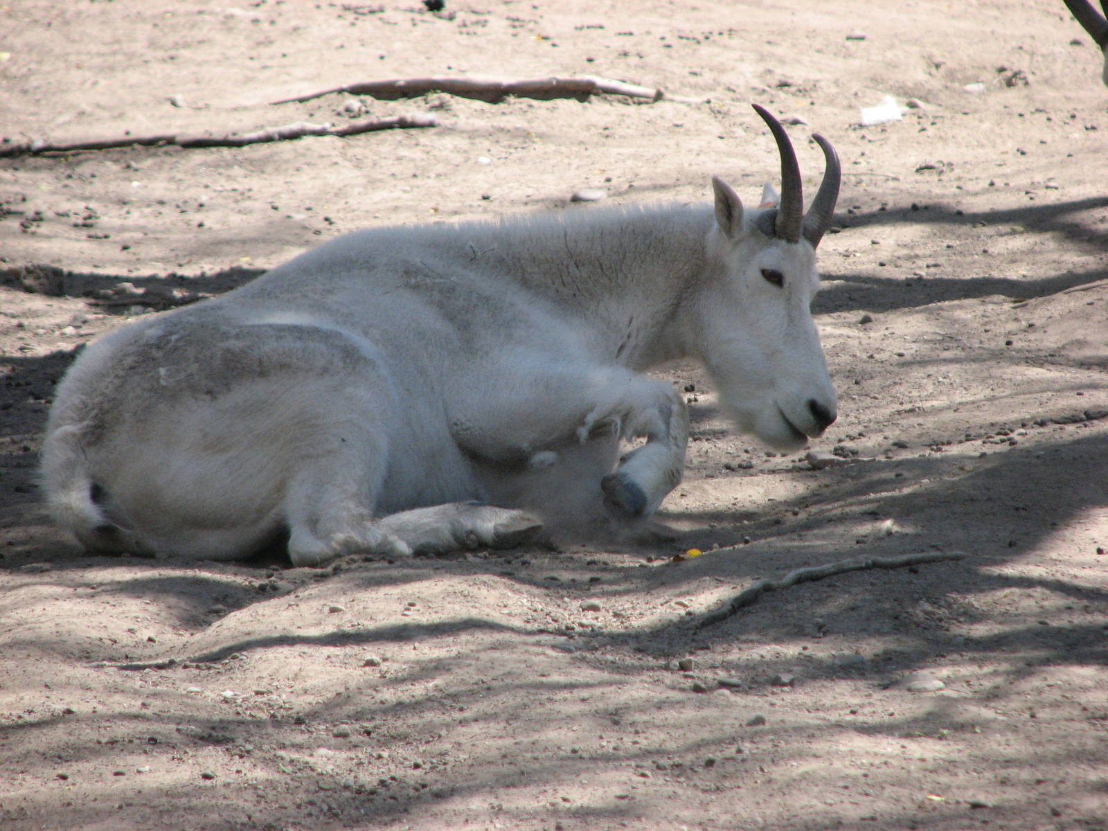 Rocky Mountain Goat Exhibit