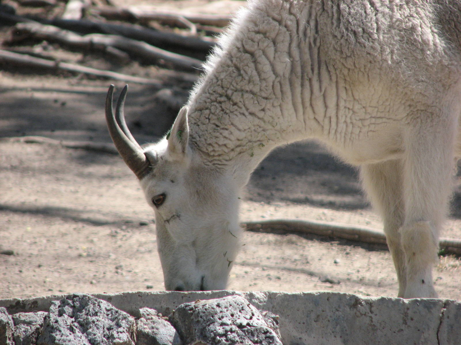 Rocky Mountain Goat Exhibit
