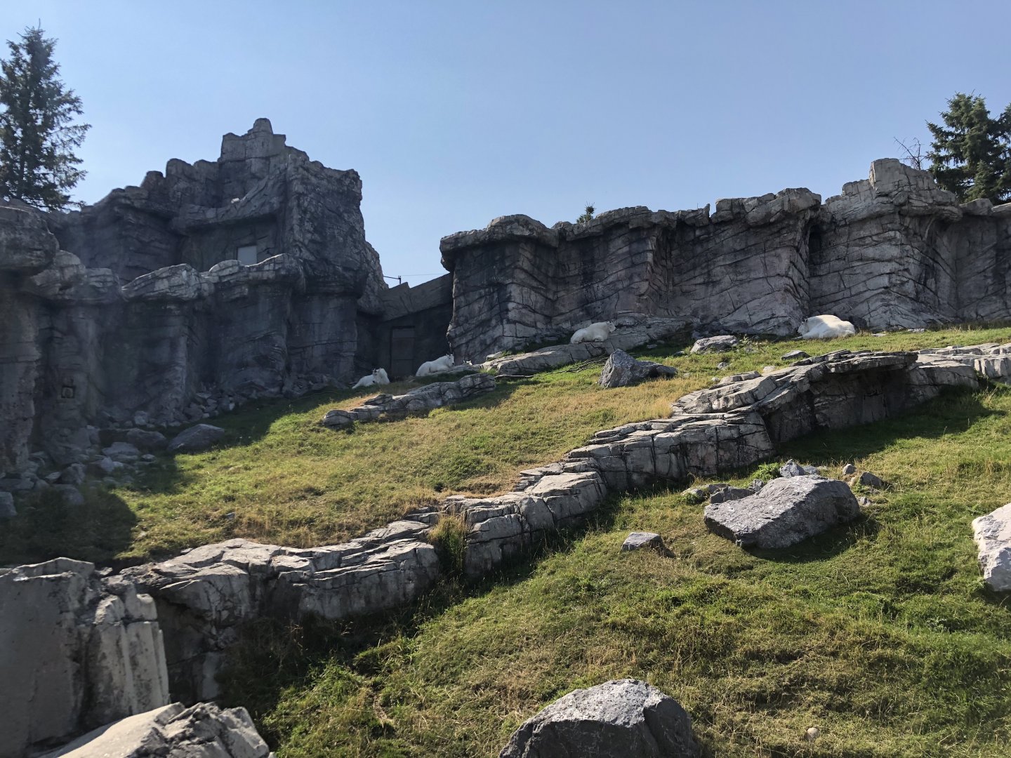 Rocky Mountain Goat Exhibit