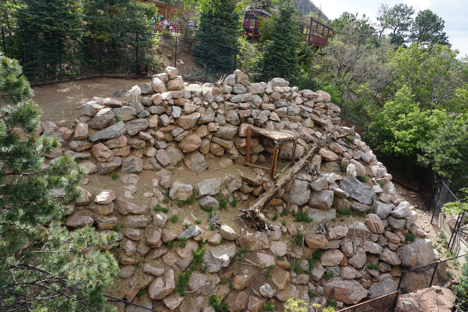 Rocky Mountain Goat Exhibit