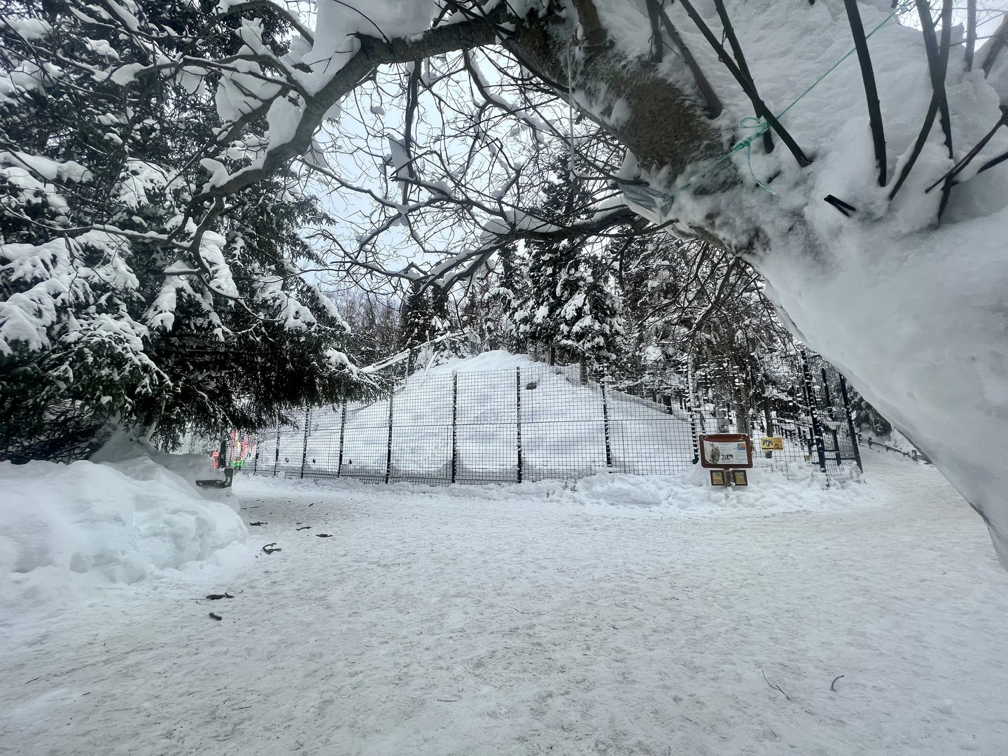Rocky Mountain Goat Exhibit