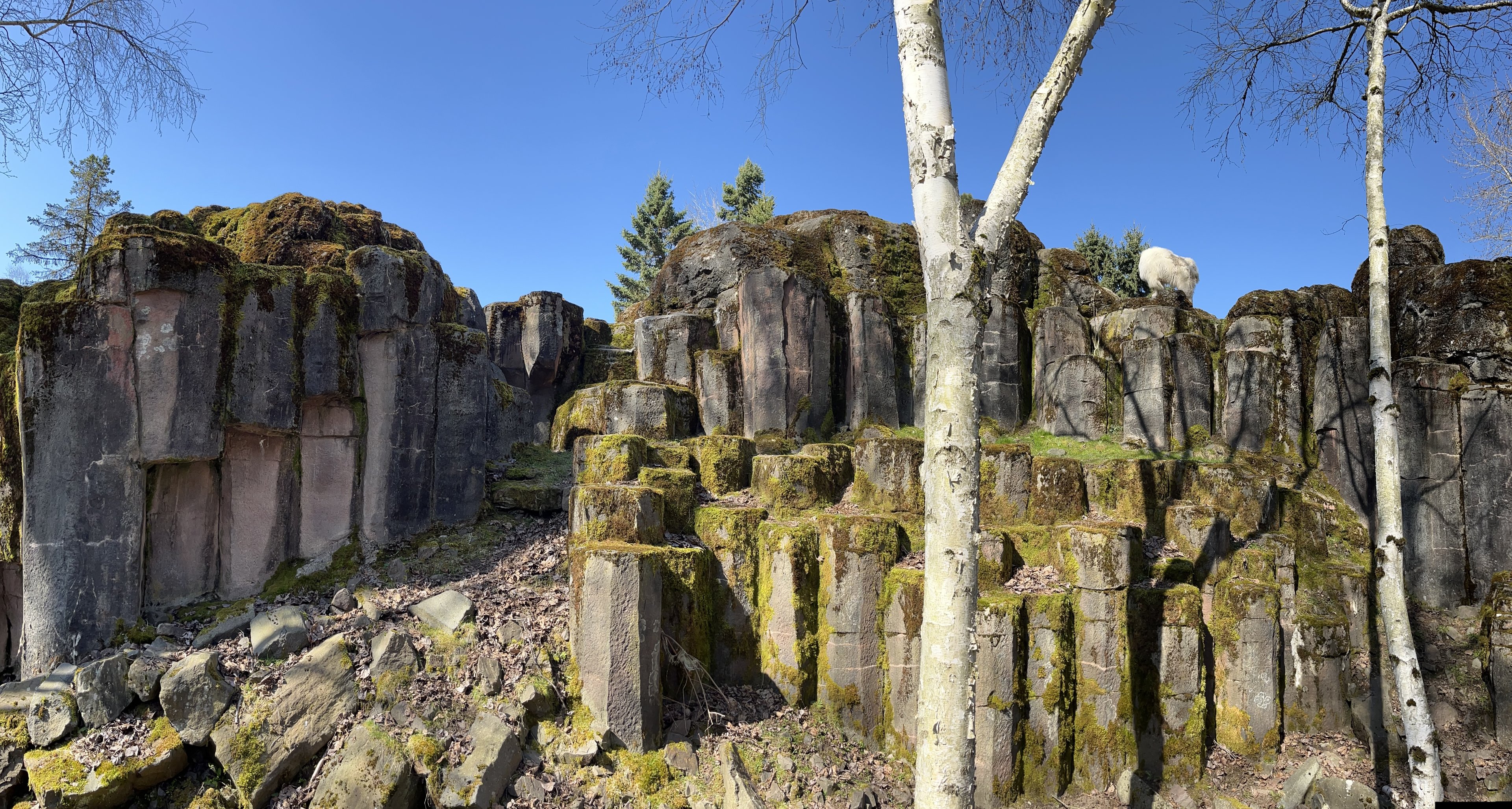 Rocky Mountain Goat Exhibit