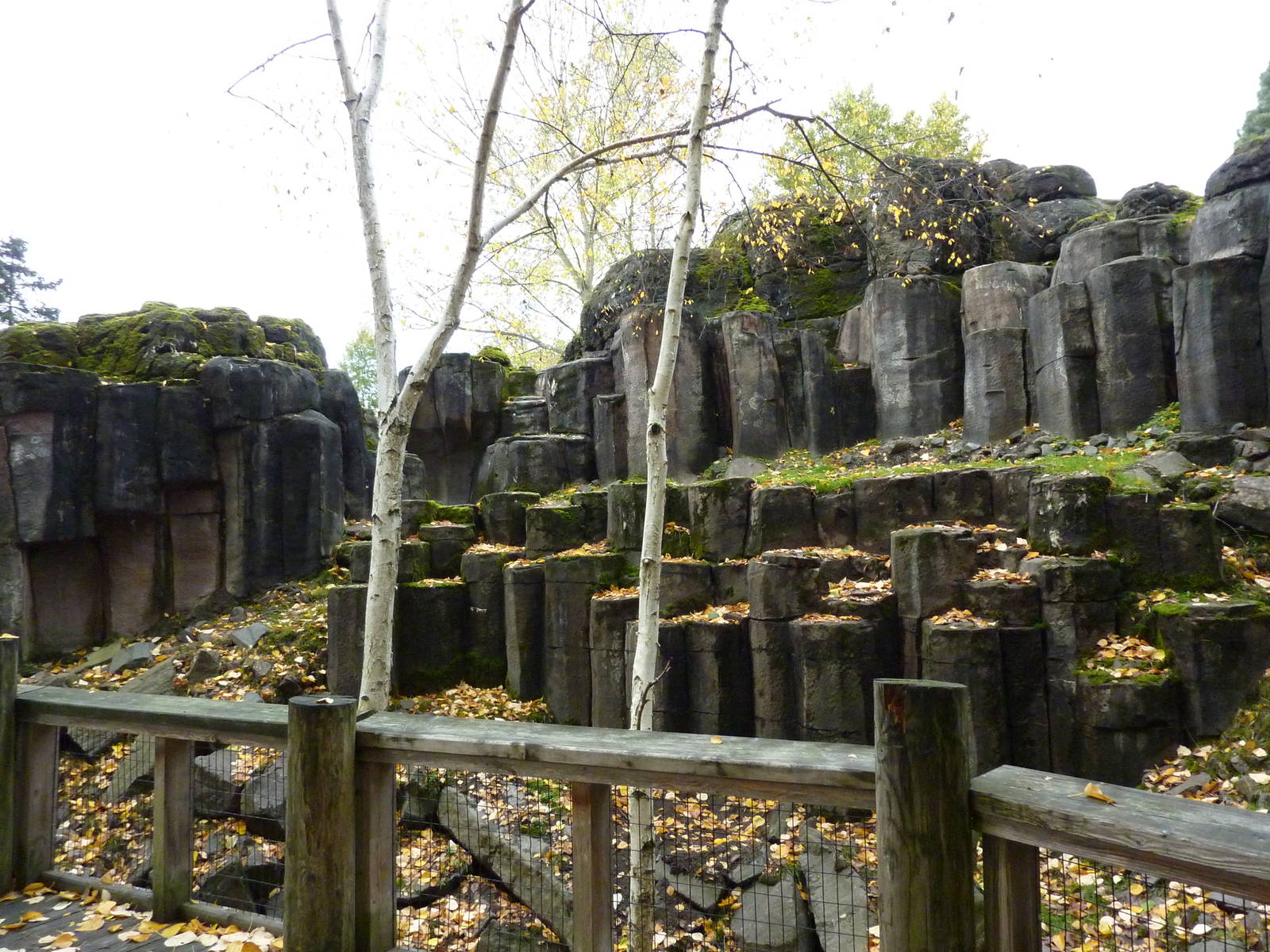 Rocky Mountain Goat Exhibit