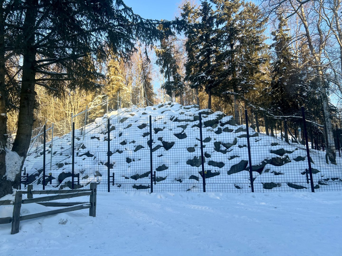 Rocky Mountain Goat Exhibit
