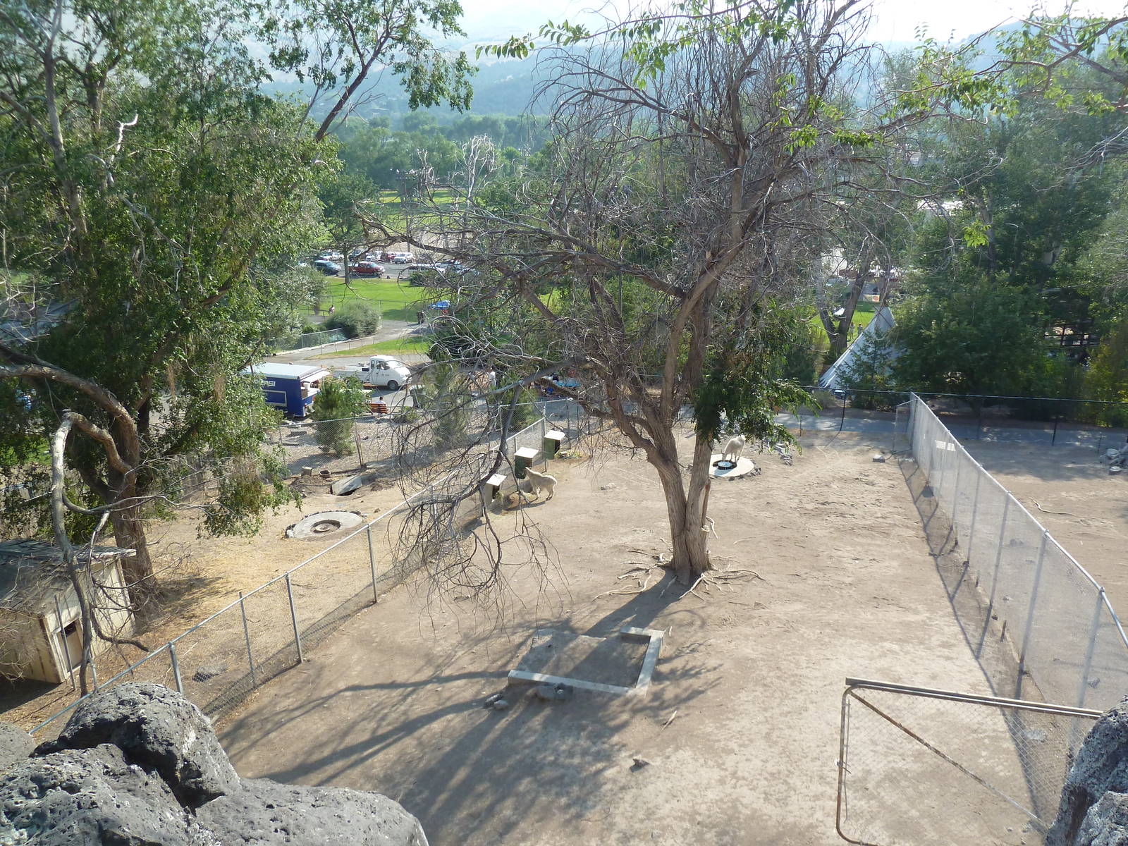 Rocky Mountain Goat Exhibits