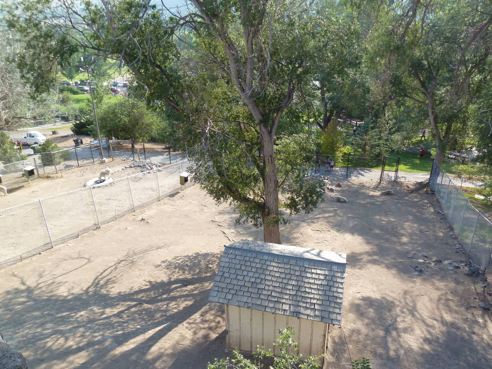 Rocky Mountain Goat Exhibits