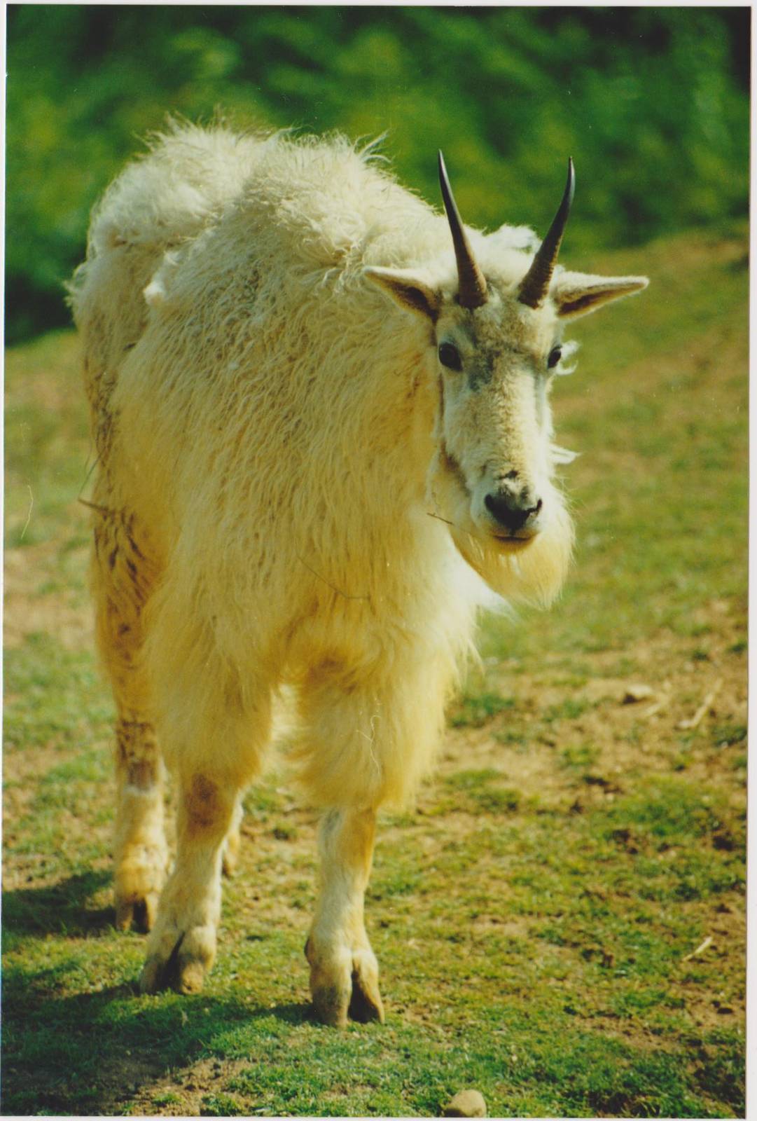 Rocky mountain goat in 2003