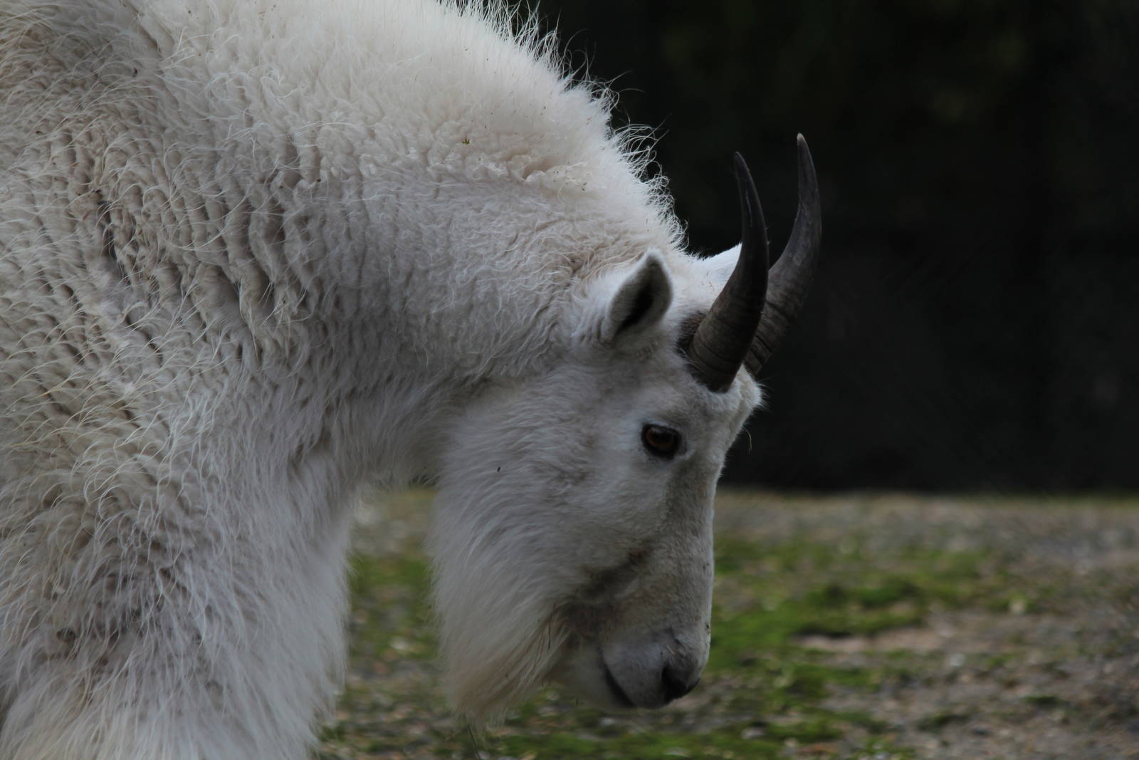 Rocky Mountain Goat - Jan 2014