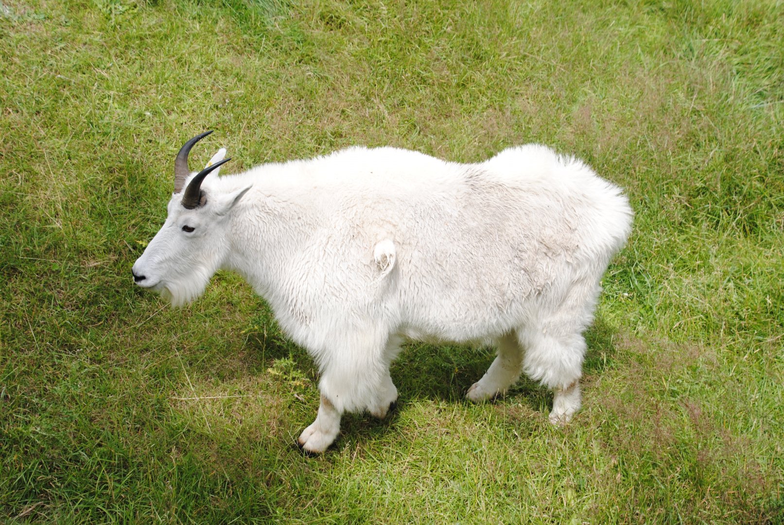 Rocky Mountain Goat (North American Mountains section)