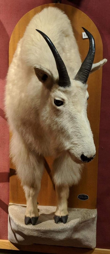 Rocky mountain goat (Oreamnos americamus)