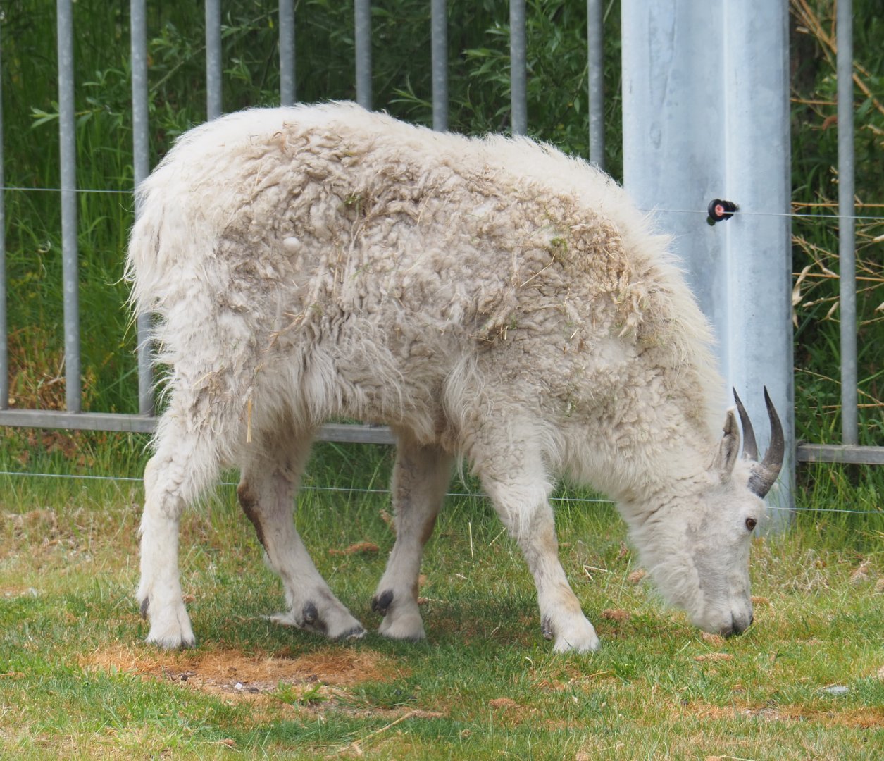 Rocky Mountain goat (Oreamnos americanus), 2022-05-17