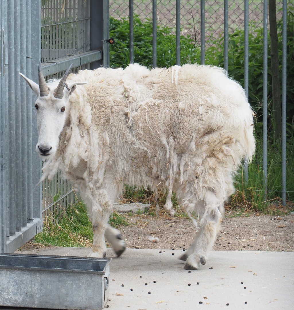 Rocky Mountain goat (Oreamnos americanus), 2022-05-17