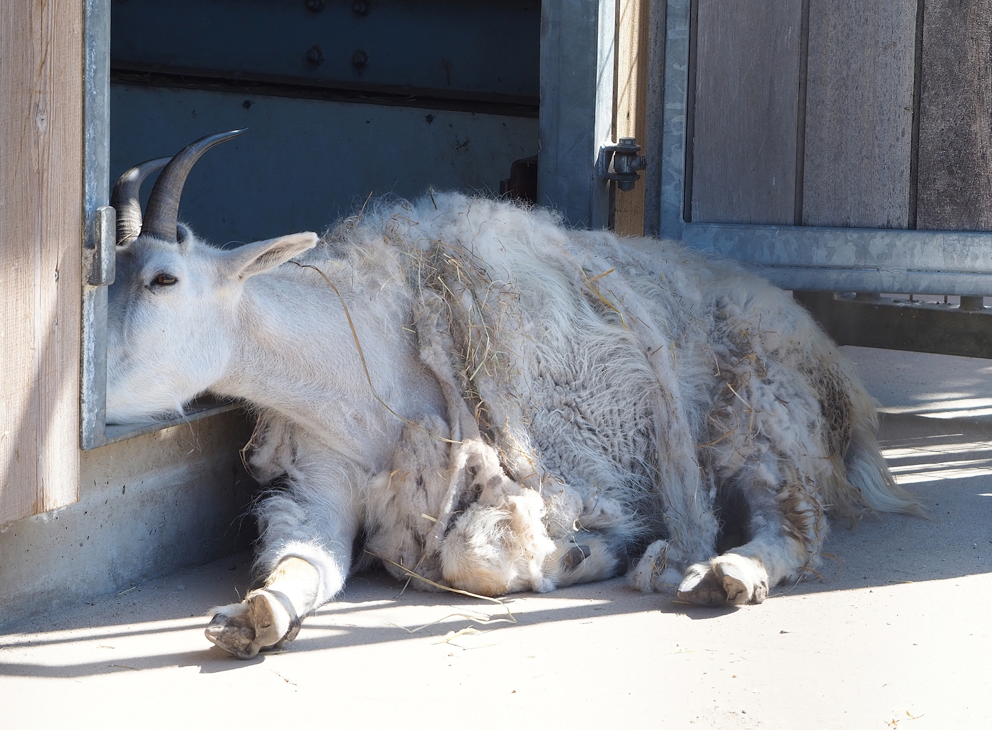 Rocky Mountain goat (Oreamnos americanus), 2023-05-31