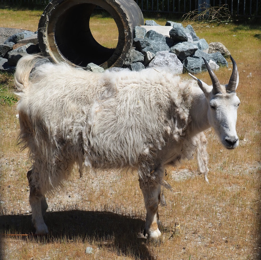 Rocky Mountain goat (Oreamnos americanus), 2023-05-31
