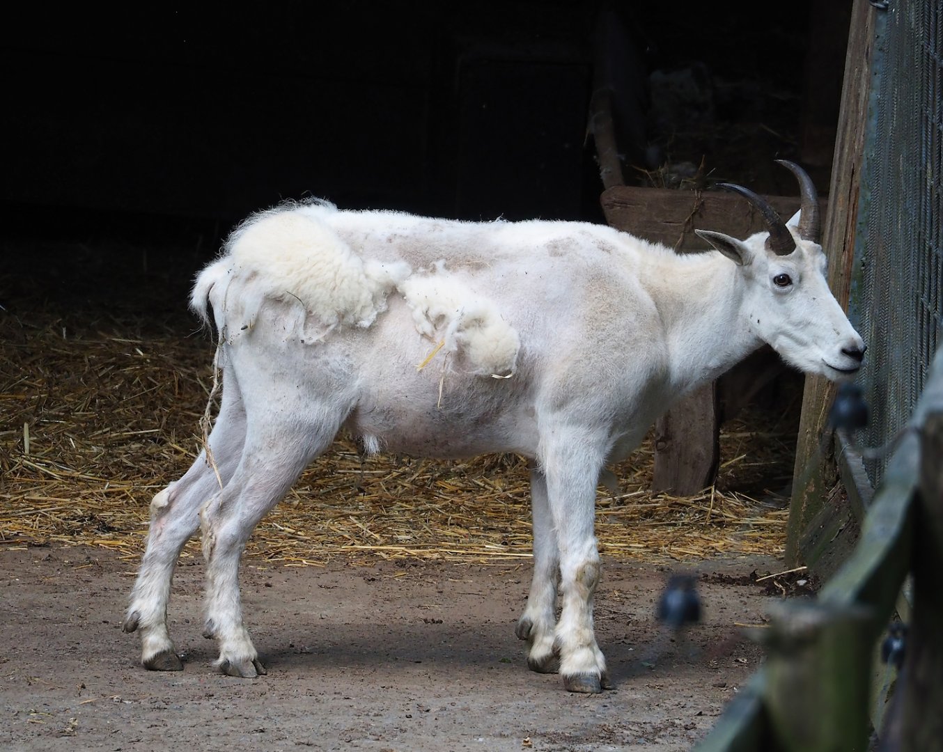 Rocky Mountain goat (Oreamnos americanus), 2023-06-24