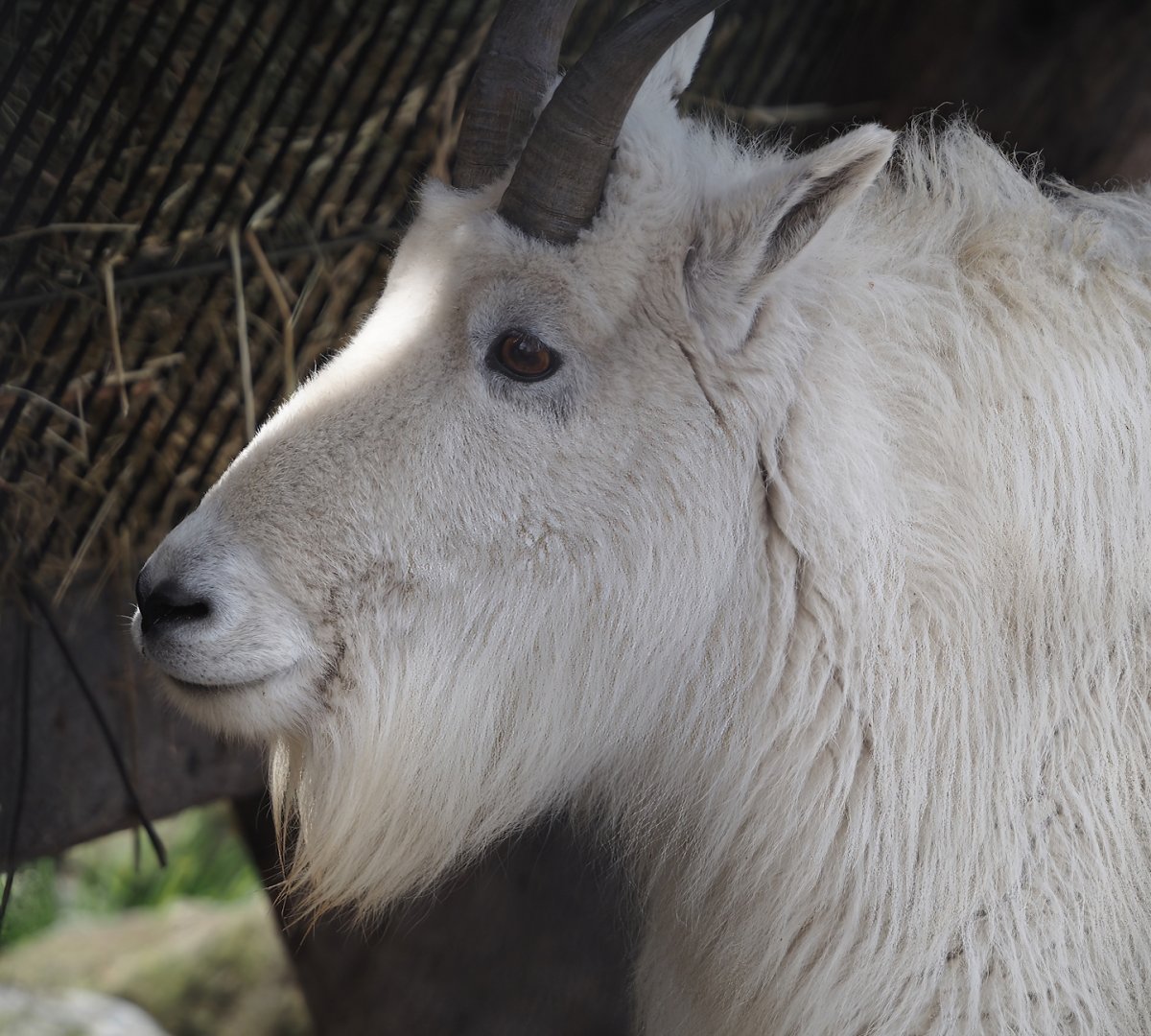 Rocky Mountain goat (Oreamnos americanus), 2024-04-14