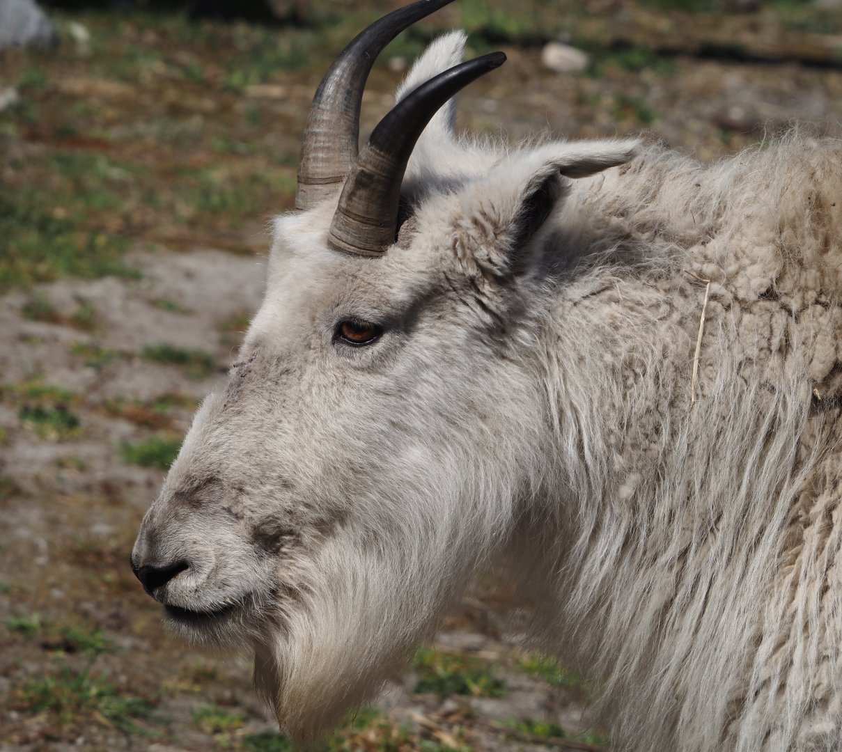 Rocky Mountain goat (Oreamnos americanus), 2025-04-12