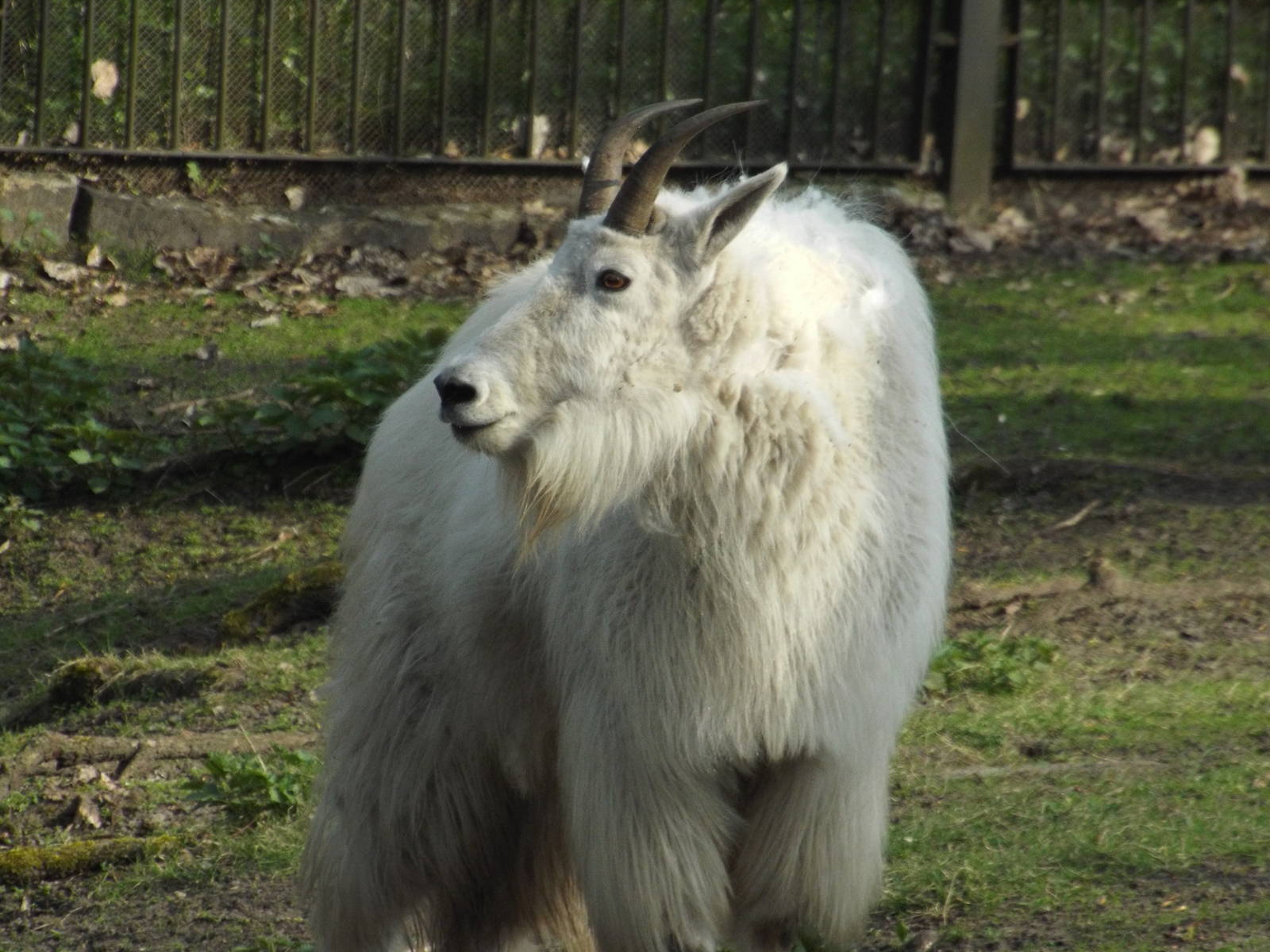 Rocky Mountain Goat (Oreamnos americanus) at Tierpark Berlin - 3 April 2014