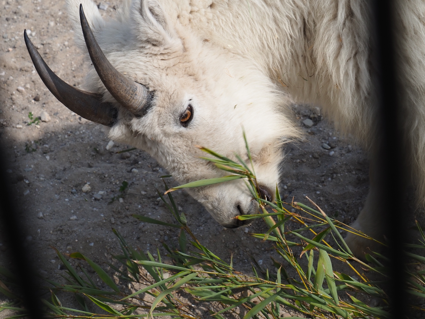 Rocky Mountain goat (Oreamnos americanus) chewing on bamboo, 2019-04-06