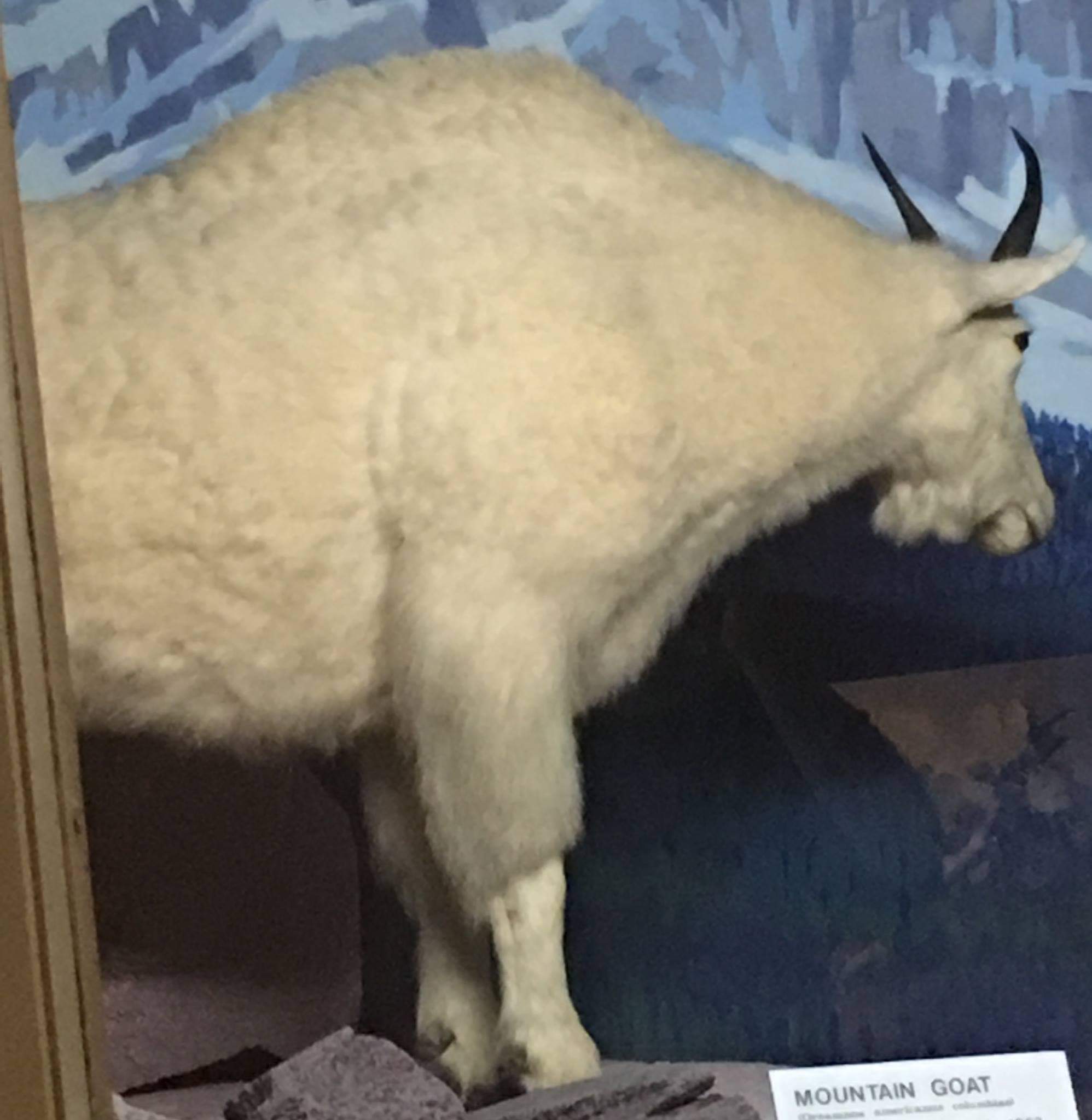 Rocky mountain goat (Oreamnos americanus columbiae)