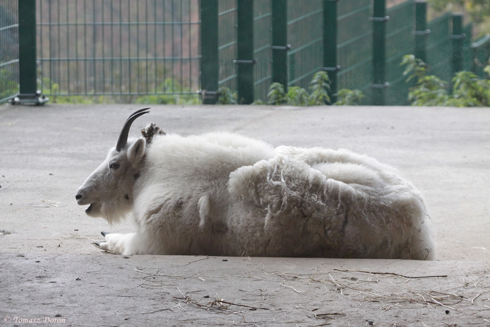Rocky Mountain Goat (Oreamnos americanus)