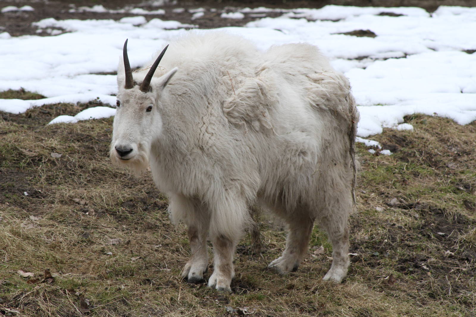 Rocky Mountain Goat (Oreamnos americanus)