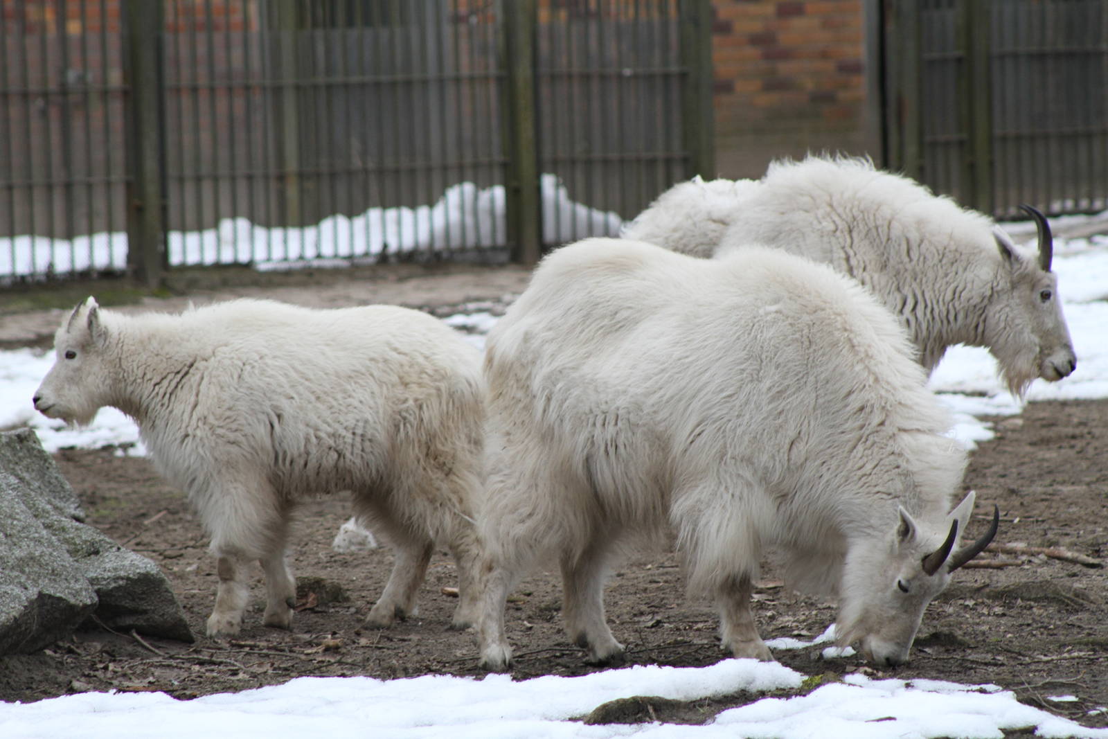 Rocky Mountain Goat (Oreamnos americanus)