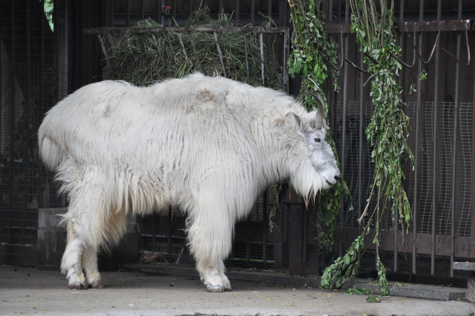 Rocky Mountain goat/ Oreamnos americanus