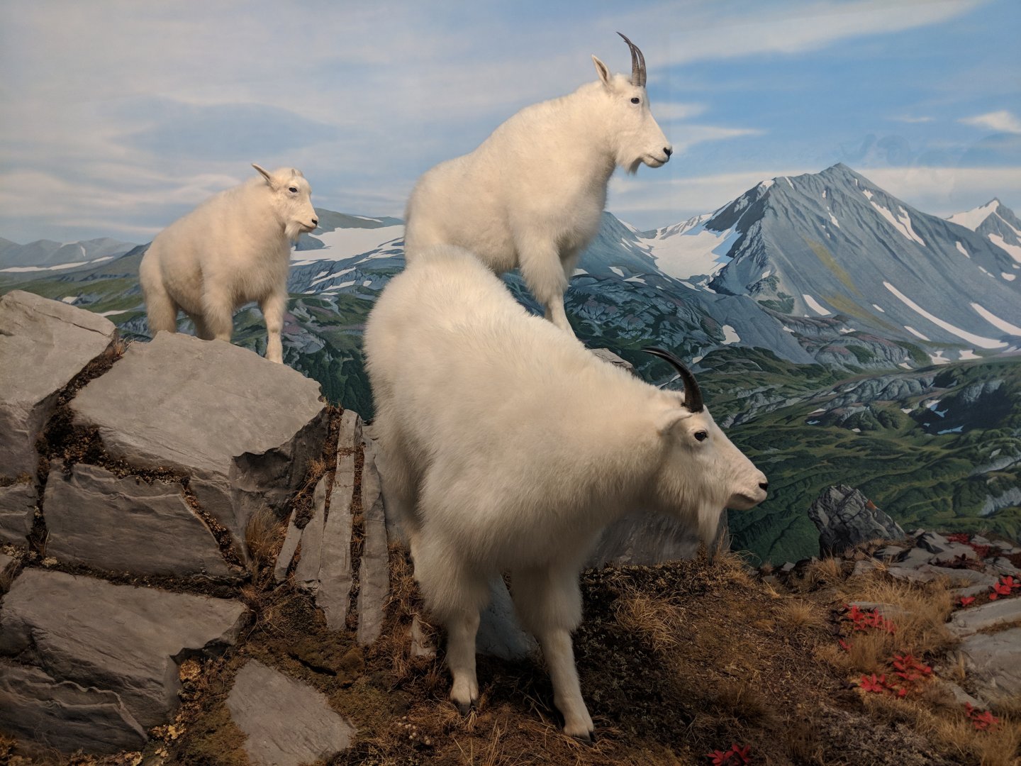 Rocky mountain goat (Oreamnos americanus)