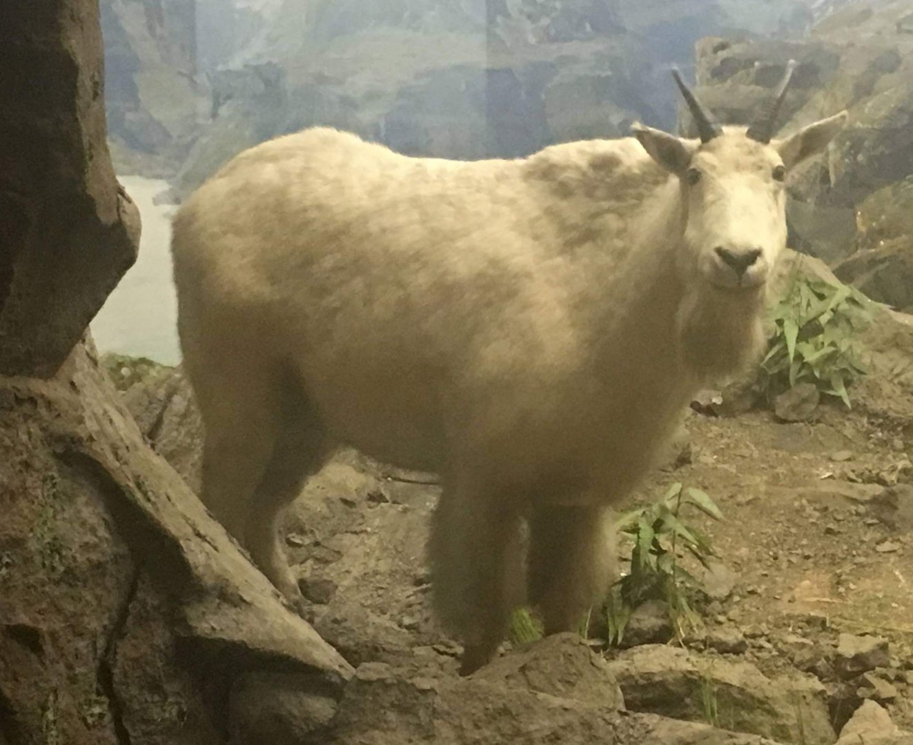 Rocky mountain goat (Oreamnos americanus)