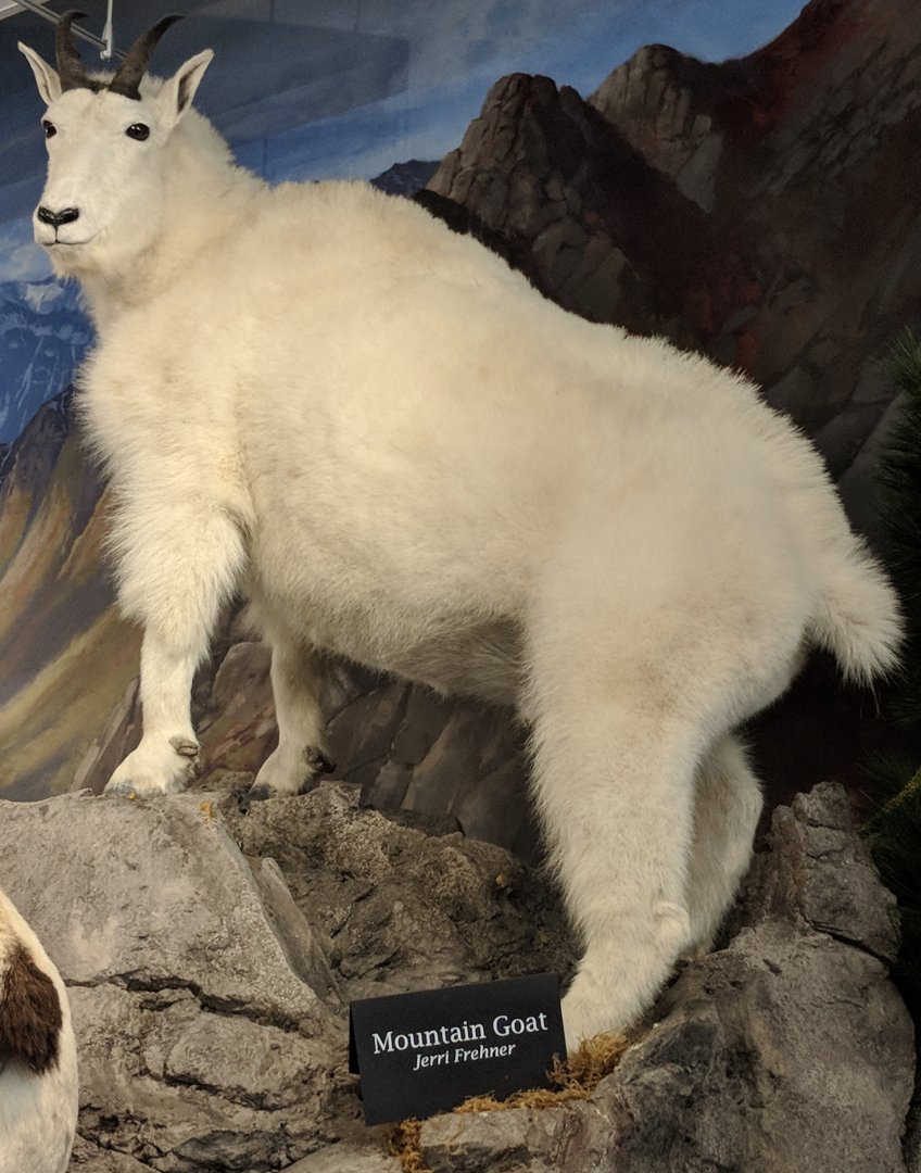 Rocky mountain goat (Oreamnos americanus)