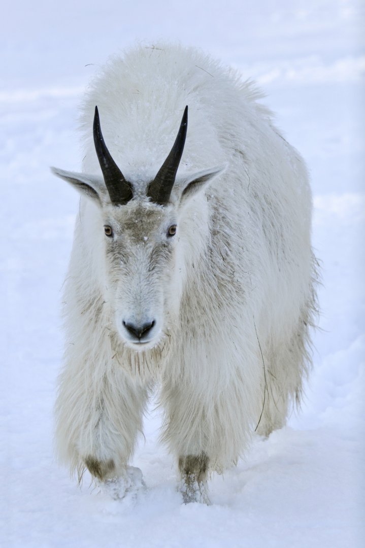 Rocky Mountain goat (Oreamnos americanus)